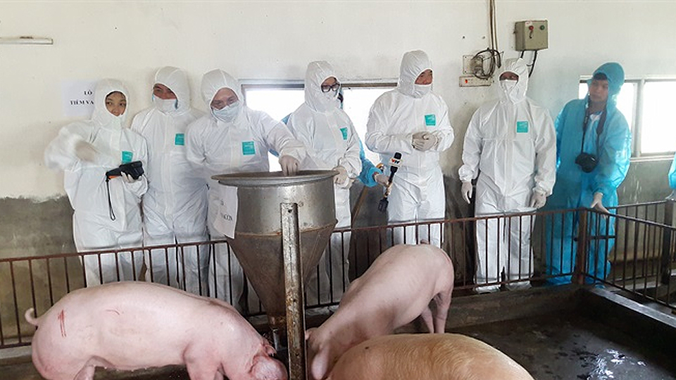 Kiểm tra, rà soát việc thực hiện chính sách hỗ trợ phòng, chống bệnh dịch tả lợn châu Phi