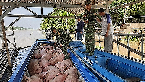 Kiểm soát chặt chống buôn bán lợn, sản phẩm từ lợn nhập lậu
