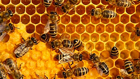 Lựa chọn đàn ong giống