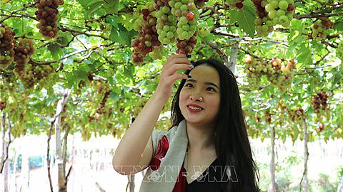 Ninh Thuận: Phát triển du lịch nông nghiệp