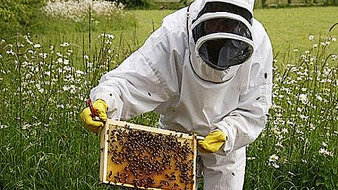 Kỹ thuật chia đàn ong