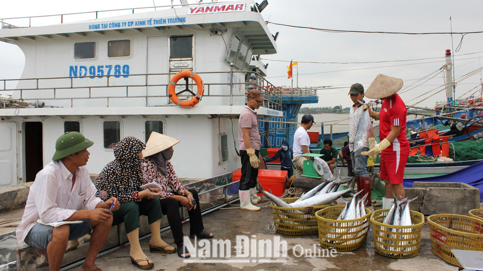 Hải Hậu tập trung các biện pháp chống khai thác hải sản bất hợp pháp