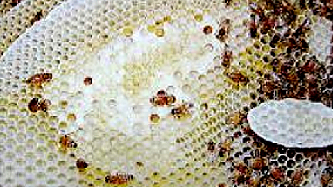 Quản lý ong bốc bay và cho ăn bổ sung