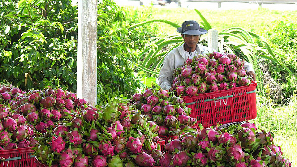 Nông sản Việt tăng sức cạnh tranh trên thị trường thế giới