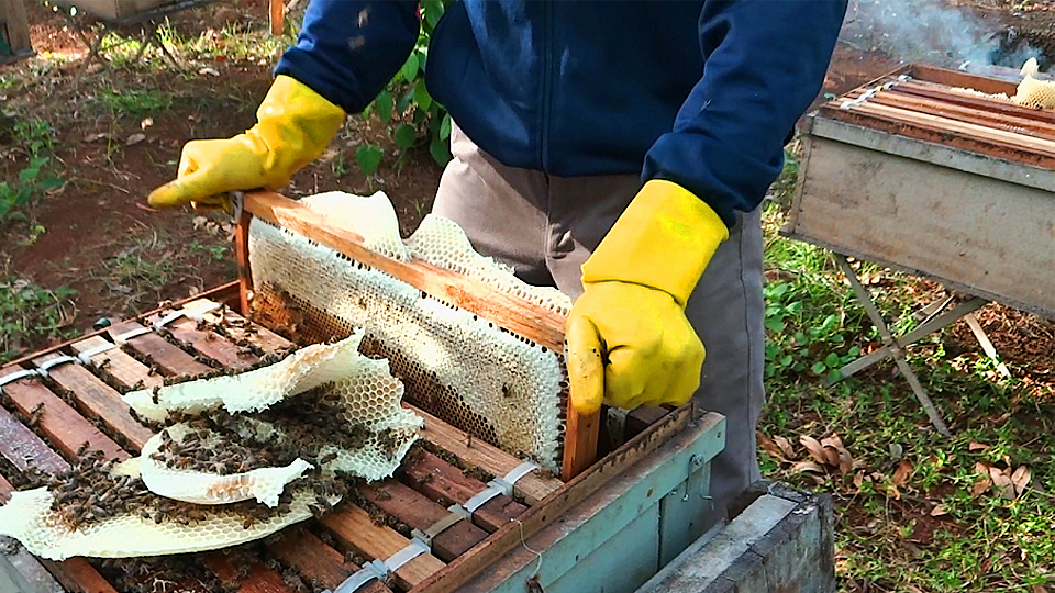 Thu hoạch mật ong