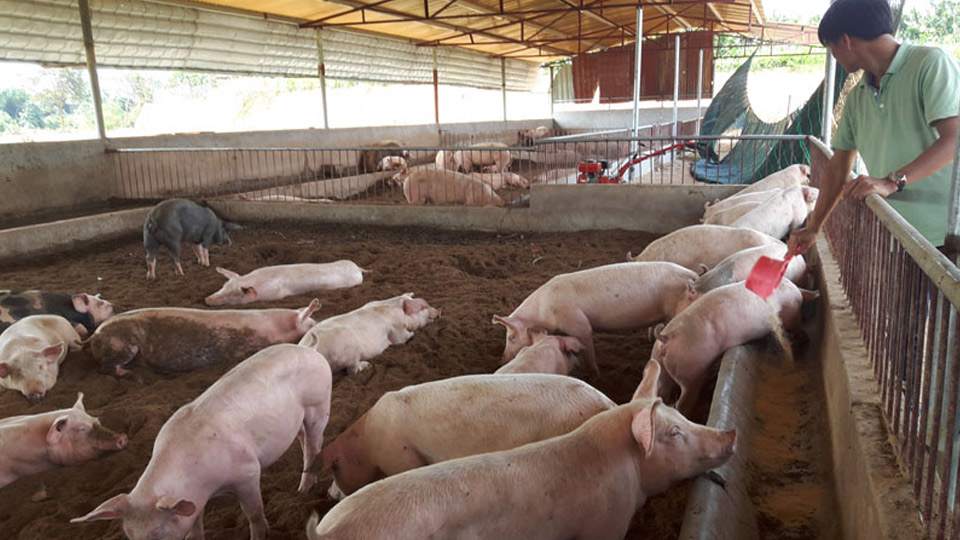 Toàn tỉnh đã tái đàn trên 85 nghìn con lợn