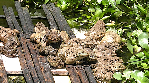 Kỹ thuật nuôi ếch thịt trong ao