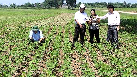 Kinh nghiệm trồng đậu tương trên đất ướt (kỳ 1)