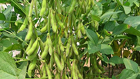Kinh nghiệm trồng đậu tương trên đất ướt (kỳ 2)