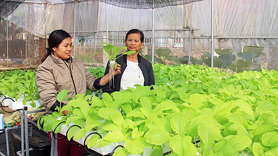 Thái Nguyên: Phát triển nông nghiệp ứng dụng công nghệ cao
