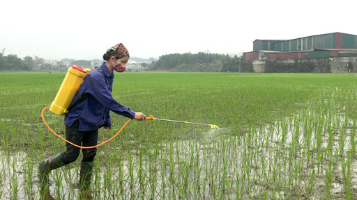 Các địa phương khẩn trương xây dựng kế hoạch phòng trừ sâu bệnh hại lúa