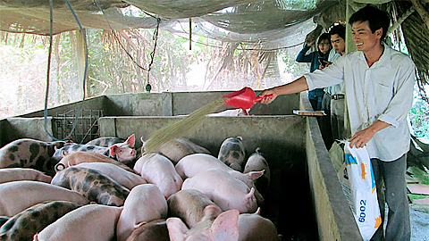 Kiên Giang: Công bố hết dịch tả lợn châu Phi