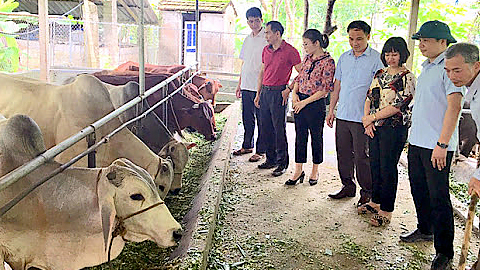 Những lưu ý chăm sóc trâu bò trong mùa nắng nóng