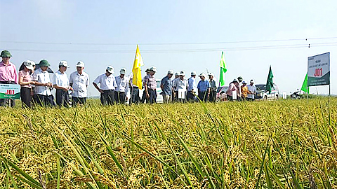 Hà Nội: Tập trung xây dựng nhãn hiệu tập thể cho gạo Japonica