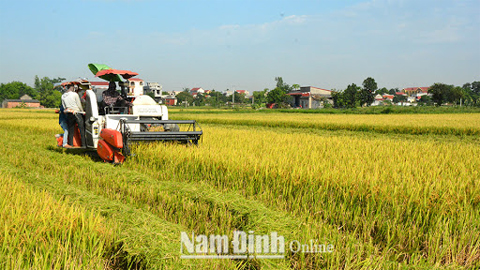 UBND tỉnh phê duyệt địa bàn được hỗ trợ phí bảo hiểm nông nghiệp đối với cây lúa