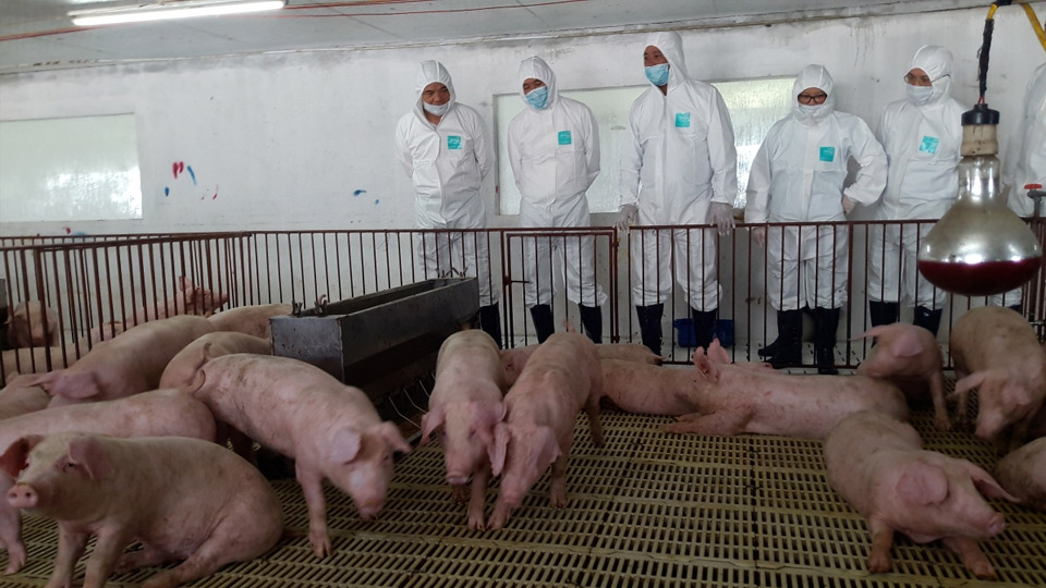 UBND tỉnh chỉ đạo tăng cường kiểm soát phòng, chống bệnh dịch tả lợn châu Phi tái phát
