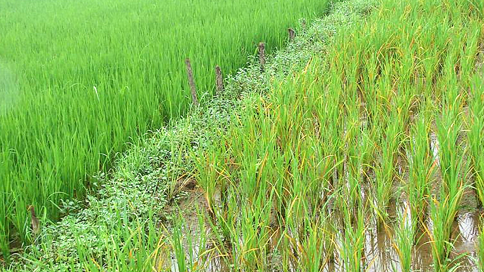 Khắc phục bệnh vàng lá do ngộ độc hữu cơ trong vụ lúa mùa 2020