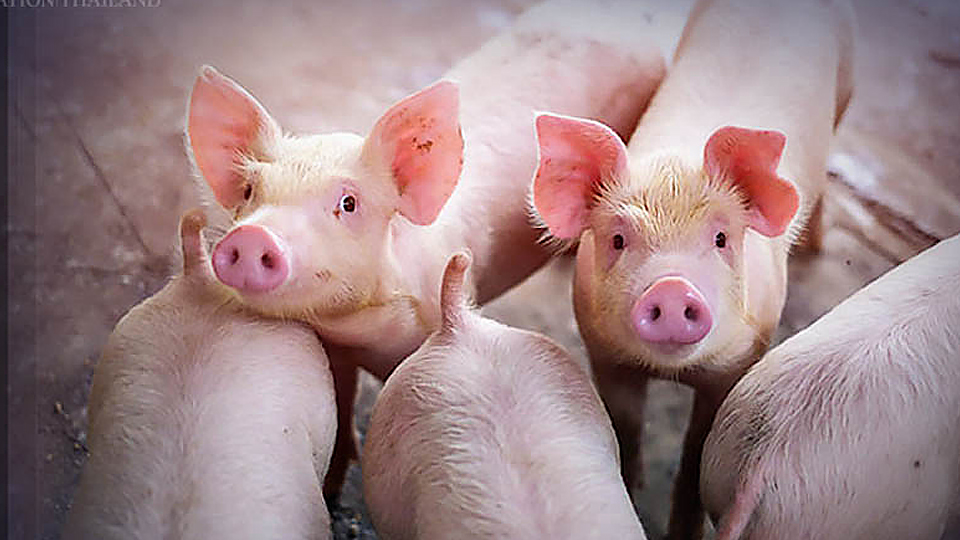 Thái Lan sẽ hạn chế xuất khẩu nếu giá thịt lợn nội địa tăng cao