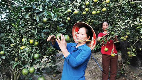 Tuyên Quang: Xây dựng vùng nông nghiệp công nghệ cao