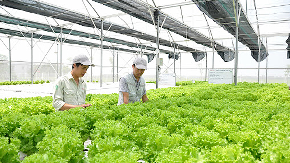 Hà Nội: Mở rộng sản xuất nông sản sạch