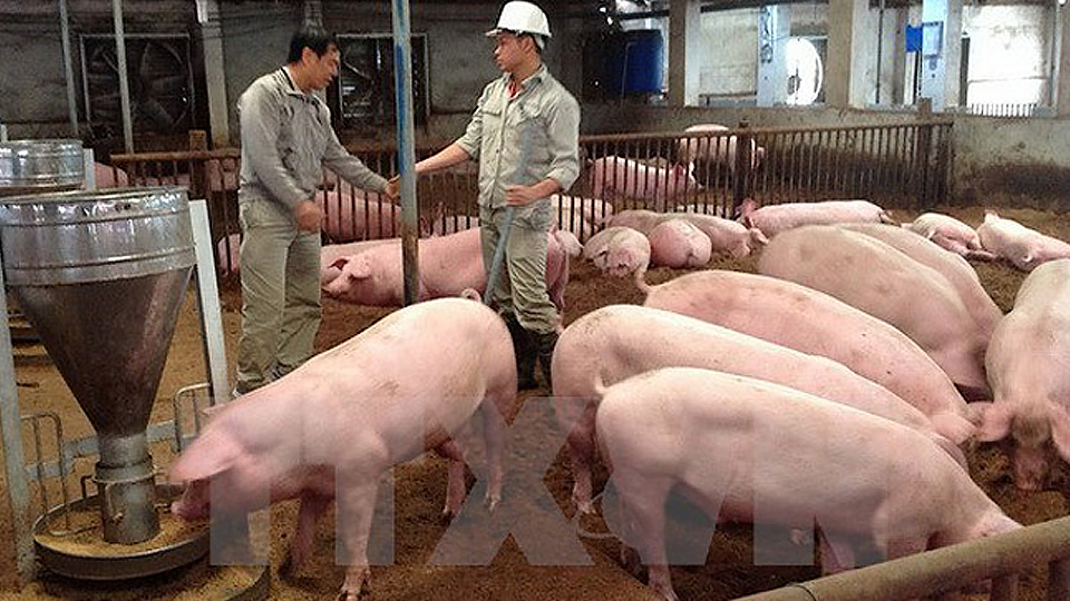 Kỹ thuật nuôi lợn nái mang thai