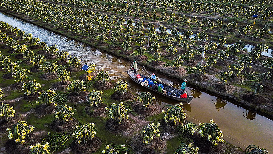 Tiền Giang: Mở rộng vùng chuyên canh cây ăn quả