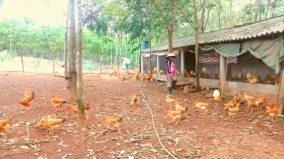 Quảng Bình: Triển vọng nuôi gà an toàn sinh học