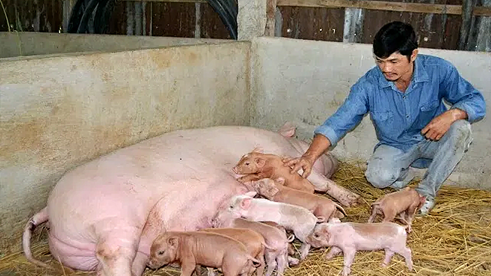 Kỹ thuật nuôi lợn nái sinh con