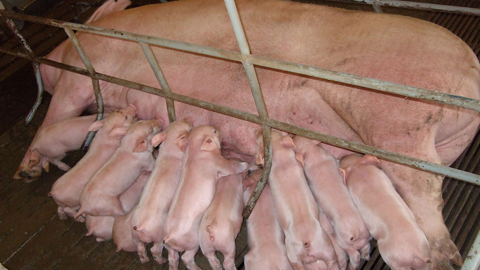 Kỹ thuật nuôi lợn nái sau khi sinh và lợn con theo mẹ