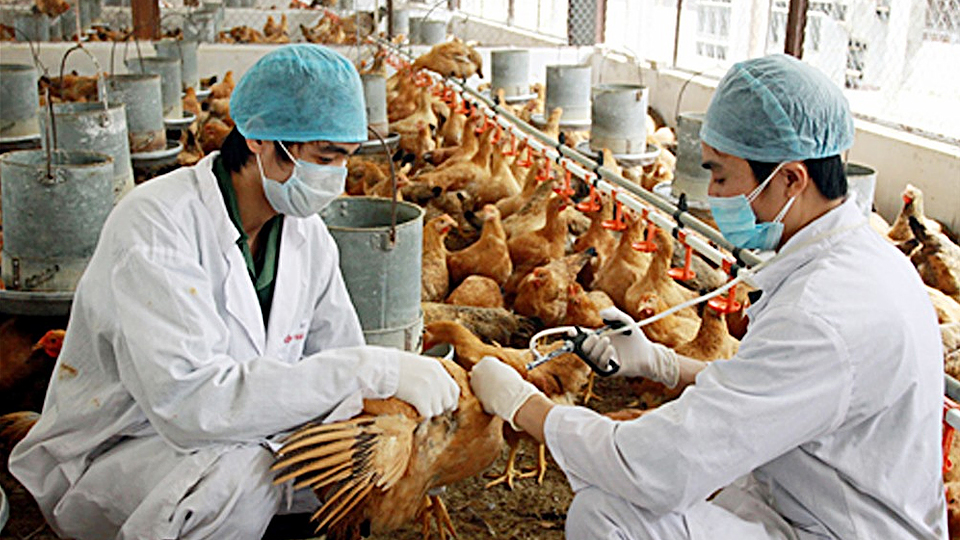 Triển khai các giải pháp phòng, chống bệnh cúm gia cầm và các dịch bệnh nguy hiểm ở động vật