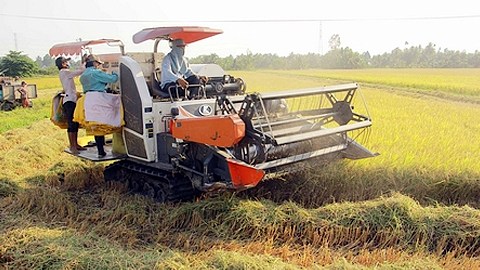 Toàn tỉnh đã thu hoạch gần 8.000ha lúa mùa