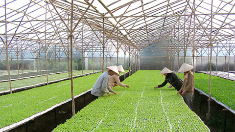 Thúc đẩy sản xuất nông nghiệp hữu cơ