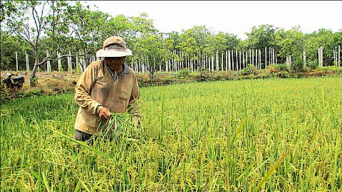 Gia Lai: Coi trọng phục hồi đất nông nghiệp