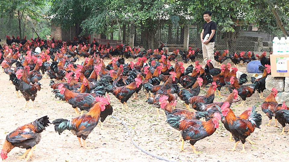 Chăn nuôi gà thả vườn theo hướng Vietgap hiệu quả