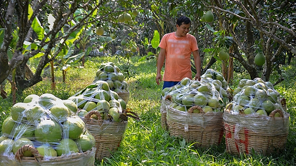 Vĩnh Long: Tập trung phát triển sản xuất nông nghiệp chất lượng cao