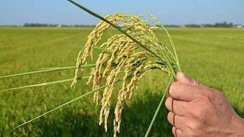 Hà Nội: Tập trung xây dựng tiêu chuẩn cho lúa, gạo Japonica