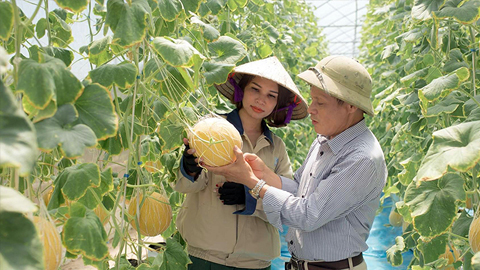 Hưng Yên: Nhân rộng mô hình chuỗi sản xuất, tiêu thụ nông sản
