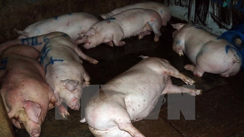 Tăng cường xử lý việc buôn bán lợn mắc bệnh, lợn chết