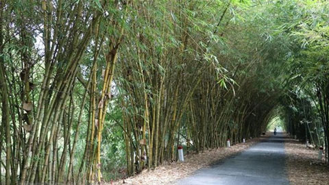 Đồng Tháp: Quy hoạch khu bảo tồn các giống tre Việt Nam