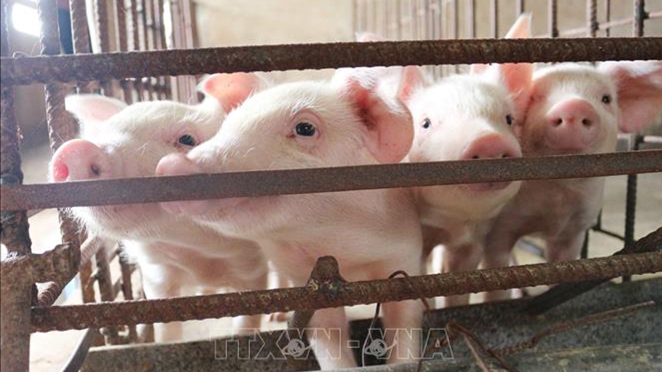 Hà Nội: Thúc đẩy tái đàn gia súc gia cầm, hạn chế rủi ro từ dịch bệnh