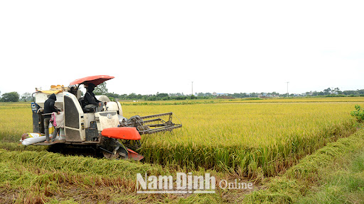 Ðẩy nhanh tiến độ thu hoạch lúa mùa và gieo trồng cây vụ đông 2021