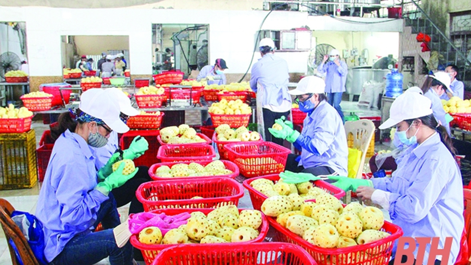 Thanh Hóa: Doanh nghiệp xuất khẩu nông sản tập trung phục hồi sản xuất