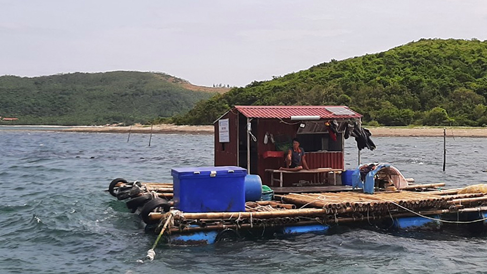 Quảng Bình: Hướng đi mới từ nuôi ốc hương trên biển