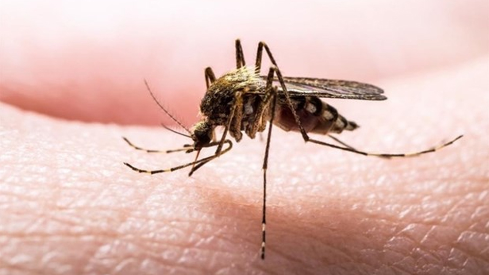 Các nhà khoa học Thụy Điển tìm ra bí quyết mới tiêu diệt muỗi gây sốt rét
