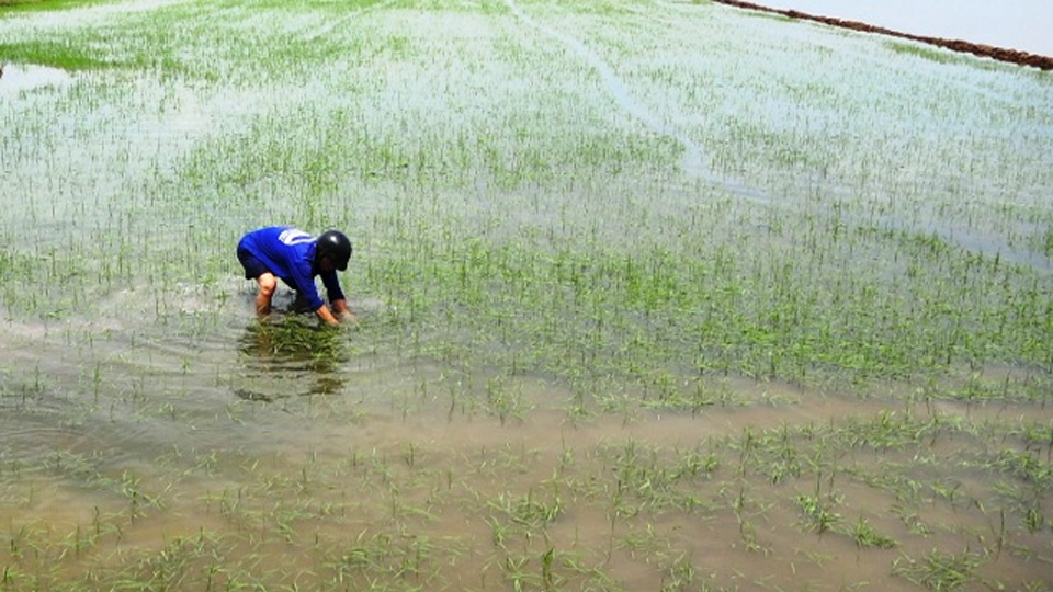 Không khí lạnh gây mưa rào làm 460ha lúa xuân bị ngập nước