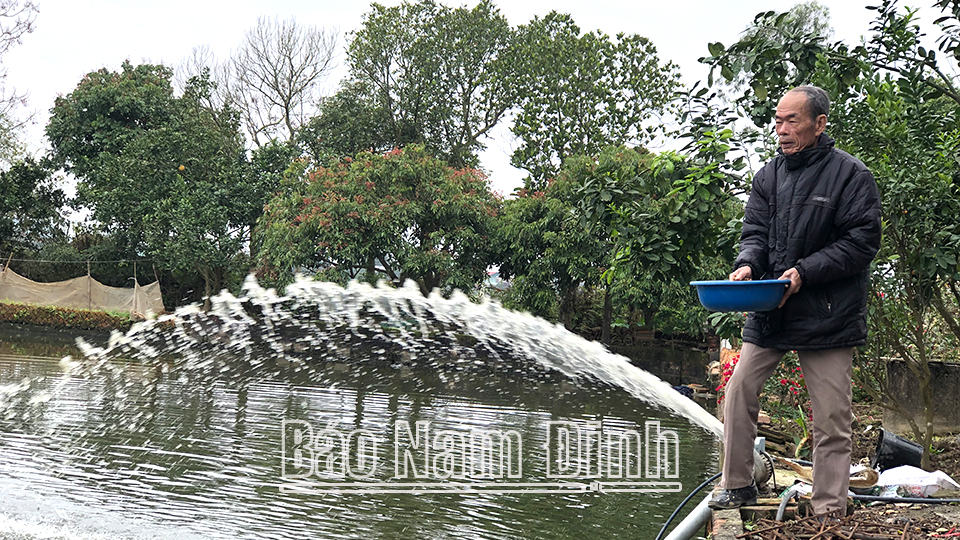 Nghề nuôi cá cảnh ở Minh Thuận