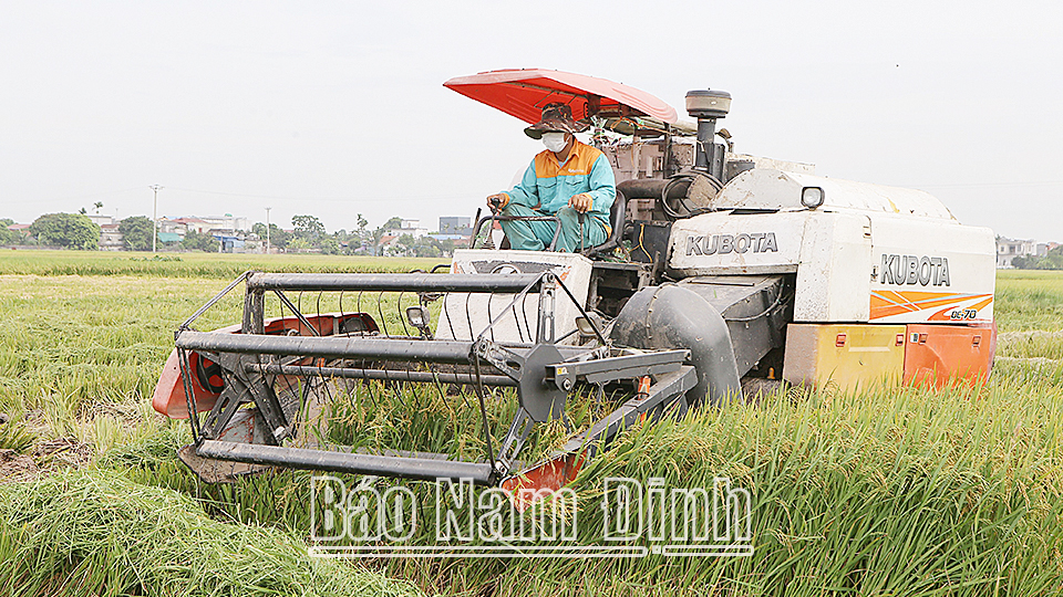 Phát triển sản xuất lúa gạo sạch, bền vững