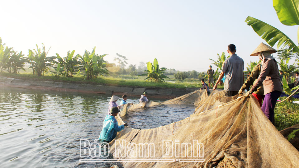 Phát triển nuôi thủy sản nội đồng ở Mỹ Lộc