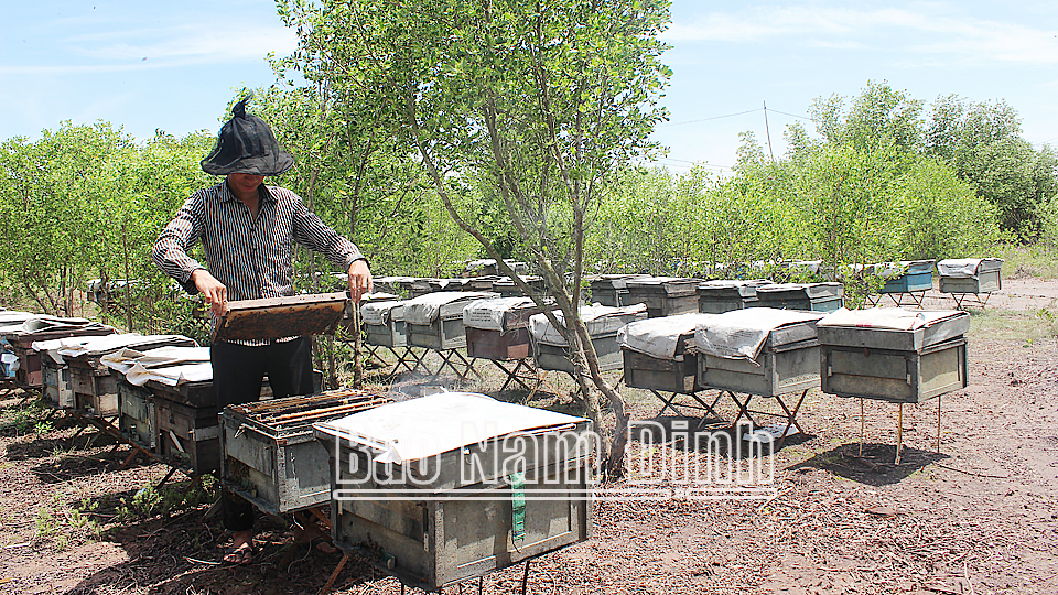 Hỗ trợ người nuôi ong ở Vườn quốc gia Xuân Thủy