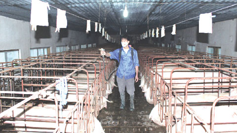 Trang trại chăn nuôi lợn của ông Nguyễn Văn Toán, xã Xuân Thượng (Xuân Trường).  Bài và ảnh: Ngọc Ánh